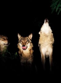 Návštěvníci se během noční prohlídky zoo mohou těšit třeba i na vytí vlků