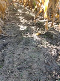 Následek eroze - praskliny v půdě