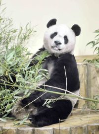 Samec pandy velké Jang Kuang v edinburské zoo