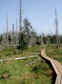 Cesta na Luzný vede stezkou, na které mohou návštěvníci vidět, jak se les zasažený kůrovcem znovu obnovuje