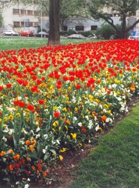 Macešky a tulipány