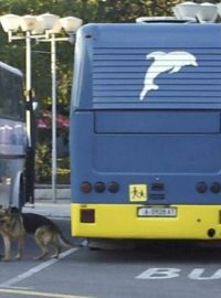 Bulharský policista se psem ohledává další zaparkované autobusy u letiště v Burgasu