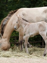 Jen několik hodin staré hříbě koně Převalského už prozkoumává výběh v pražské zoo