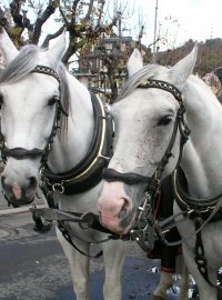 Koně v Karlových Varech