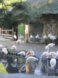 Plameňáci v jihlavské zoo