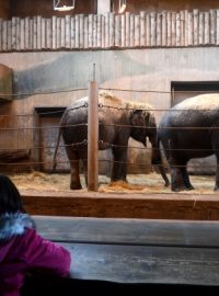 Slonice ze Srí Lanky Janita a Tamara v pražské zoo