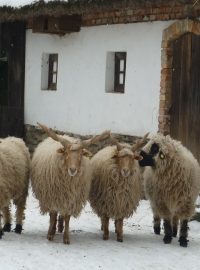 Zoo Brno v zimě, kozy