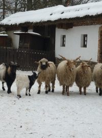 Zoo Brno v zimě, kozy