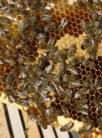 Včely v pražských Holešovicích