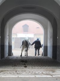 Hřebčín Kladruby nad Labem