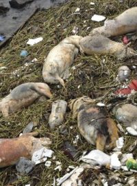 Mrtvá prasata plavou už několik dní v řece, která je zdrojem pitné vody pro čínskou Šanghaj