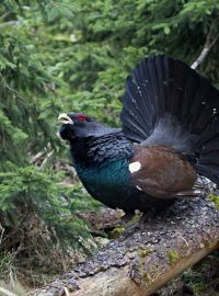 Tetřev v NP Šumava