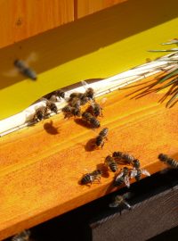 Cestu za potravou si prý včely najdou rychle