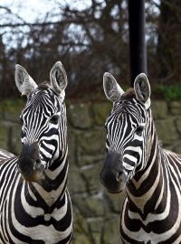 Zebry v ZOO Dvůr Králové nad Labem