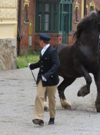 Na Šumavu poputují koně ze Zemského hřebčince v Písku