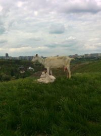 Praha udržuje chráněné louky ekologicky s pomocí ovcí a koz.