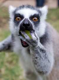 Lemur v pražské zoologické zahradě