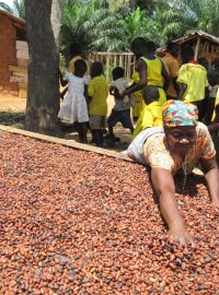 Sušení kakaových bobů v Ghaně