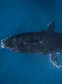 Potápění s keporkaky, které Manuela považuje za jeden z největších životních zážitků, Tonga