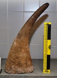 Roh nosorožce tuponosého, který celníci objevili na letišti v Praze