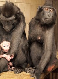 Mládě makaka chocholatého