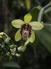 Botanici z pražské Botanické zahrady objevili ve vietnamské džungli nový druh vanilky (na archivním snímku)
