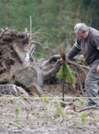 Společnost Městské lesy Hradec Králové začala 3. března s výsadbou nových lesů po větrné kalamitě z léta 2012. Lesní dělníci vysadí na jaře zhruba na 170 hektarech 1,6 milionu stromků