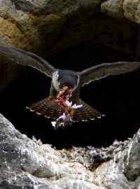 Ptáci v národním parku České Švýcarsko potřebují klid k hnízdění