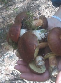 Hřibovité houby nalezené na Královéhradecku