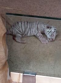 V liberecké zoo se v pátek ráno narodil bílý tygr