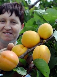 V Těšeticích na Znojemsku začali se sklizní raných odrůd meruněk
