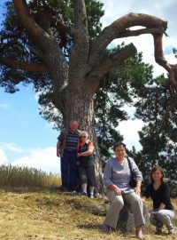 Stromem roku 2014 se může stát Smírčí borovice z Nových Sadů na Žďársku