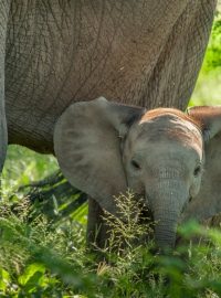 Sloni, opravdu volně žijící v africkém národním parku