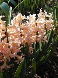 Hyacint &quot;Oranje Boven&quot; (Hyacinthus oranje boven)