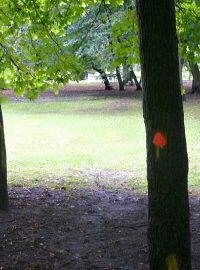 Stromy v parku označené ke kácení