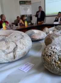 Čeští paleontologové představili kosterní nálezy z Antarktidy