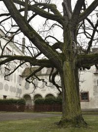 Vzácný černý ořech na nádvoří zámku Opočno