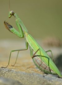 Kudlanka nábožná (Mantis religiosa)