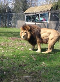 Zoo ve francouzském Thoiry