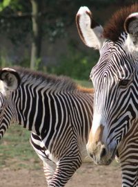 V pruhované porodnici ZOO Dvůr Králové nad Labem bylo v červenci rušno - na svět tam přišlo 5 zebřích mláďat. Jsou to 3 samečkové a 2 samičky. A v přírodě těch nejohroženějších - zeber Grévyho.