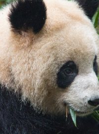 Mezi ohrožené druhy patří například panda