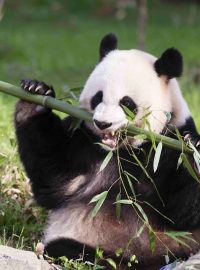 Mei Siang - 17letá pandí medvědice z washingtonské zoo má porodit mládě nebo mláďata kdykoli od konce srpna do poloviny září