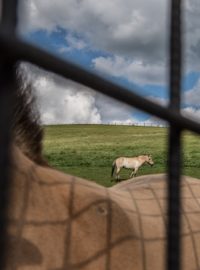 Vítěz kategorie Příroda a životní prostředí: Filip Singer, European Pressphoto Agency - Návrat divokých koní