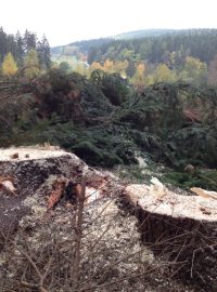 Kácení stromů nedaleko biatlonového areálu u Nového Města na Moravě. Na tomto místě bude v budoucnu obří zásobník sněhu