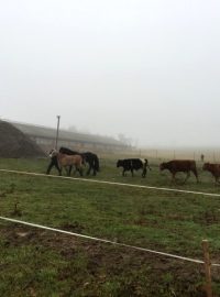 Odchyt býků v lesích mezi Borotínem a Sudoměřicemi