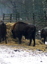 Zubři v Židlově na Českolipsku