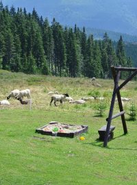 Na krkonošských stráních se znovu objevují zvířata