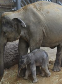 Slůně v pražské zoo