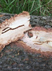 Dřevo napadené kůrovcem
