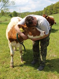 Farmář Petr Graca a kráva ve výběhu